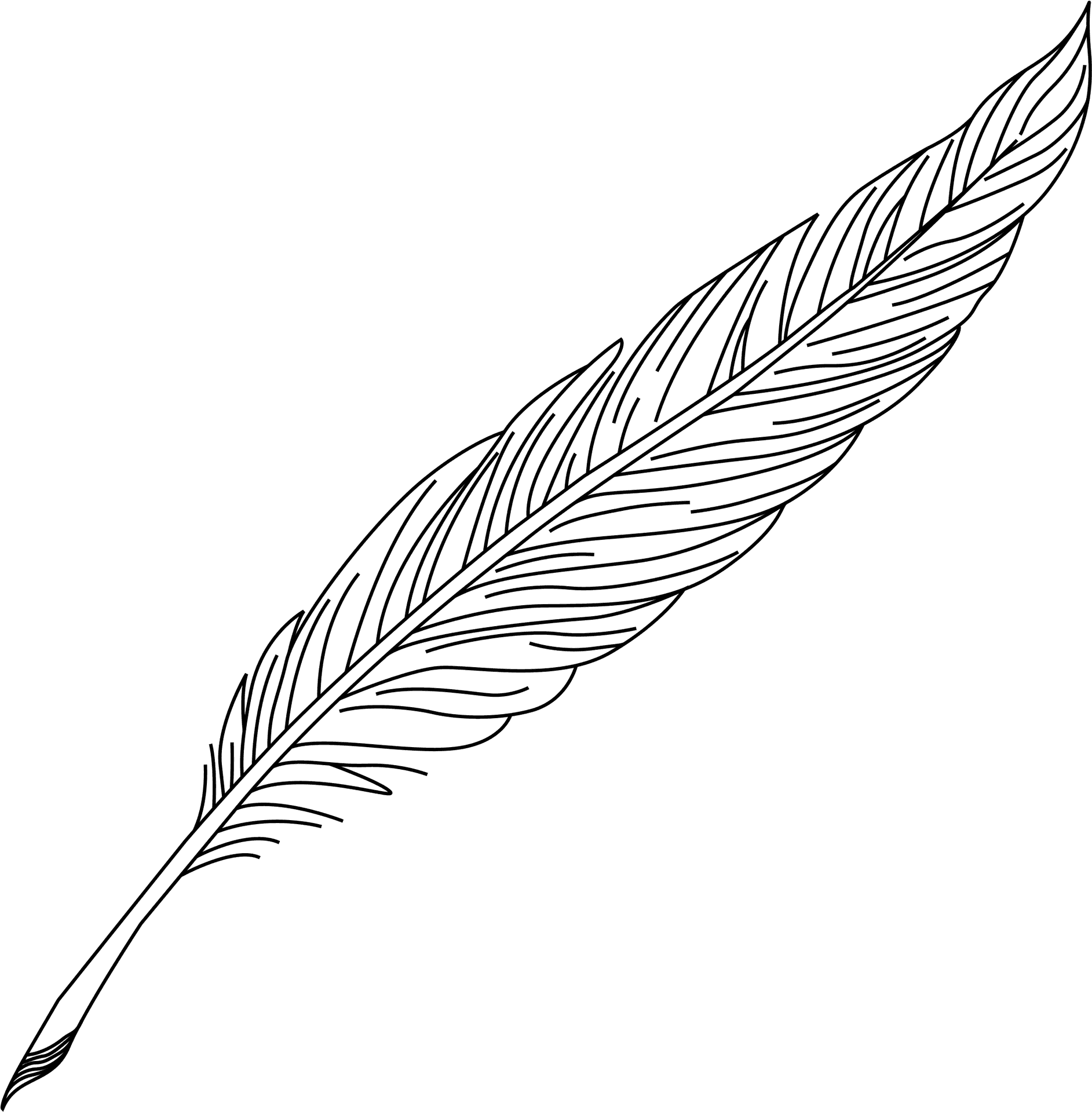 Elegant Feather Illustration.png PNG