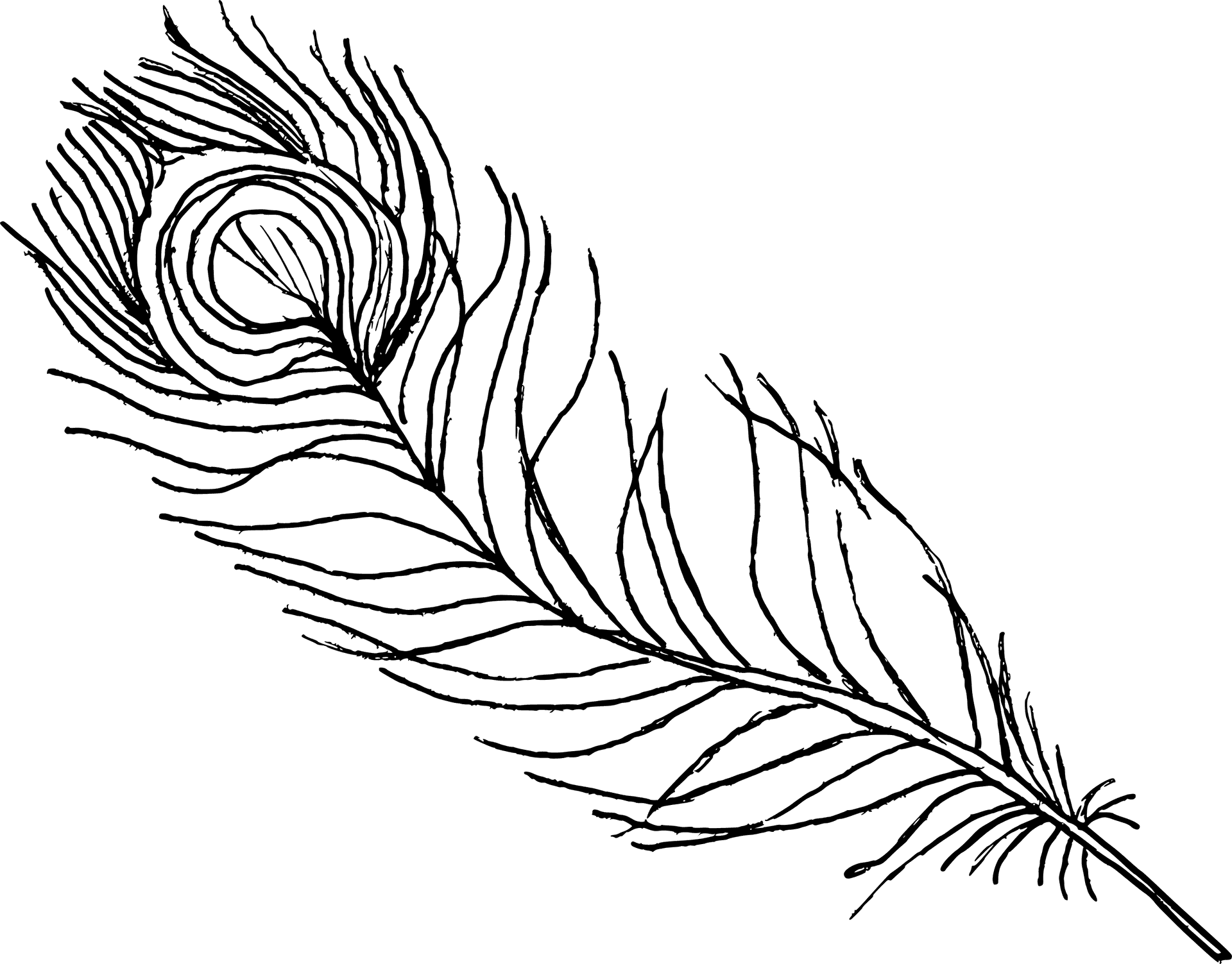 Elegant Feather Sketch PNG