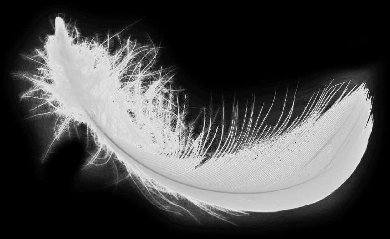 Elegant Feather Xray PNG