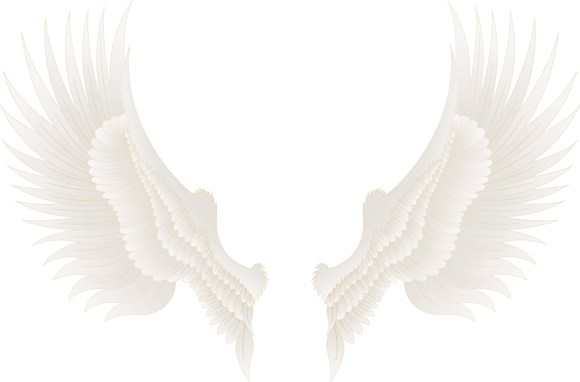 Elegant Feathered Wings Illustration PNG