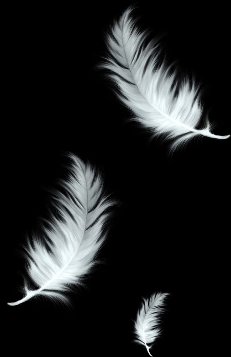 Elegant Feathersin Blackand White PNG