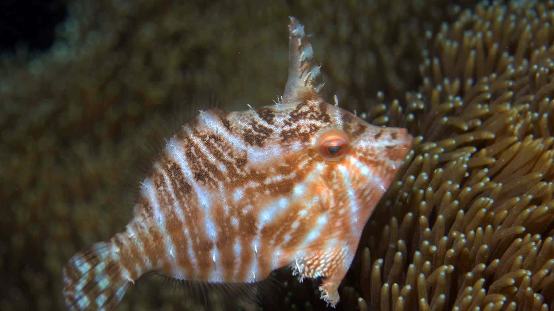 Elegant Filefish Swimming In Coral Reef Wallpaper