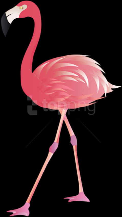 Elegant Flamingo Illustration PNG