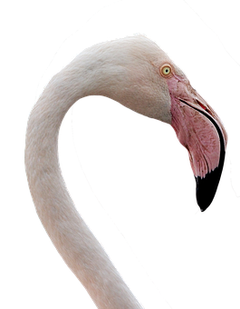 Elegant Flamingo Neck Curve PNG