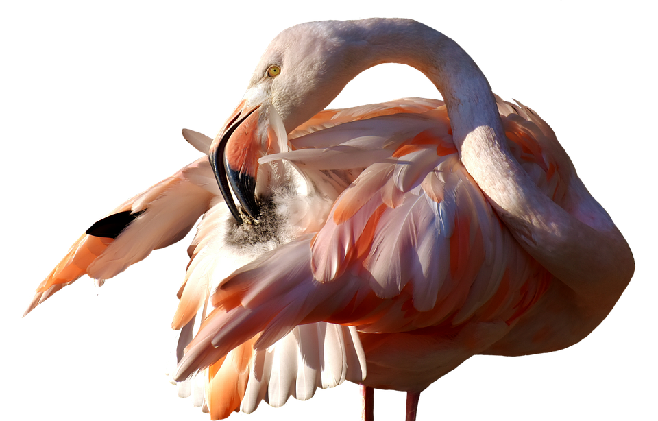 Elegant Flamingo Preening PNG