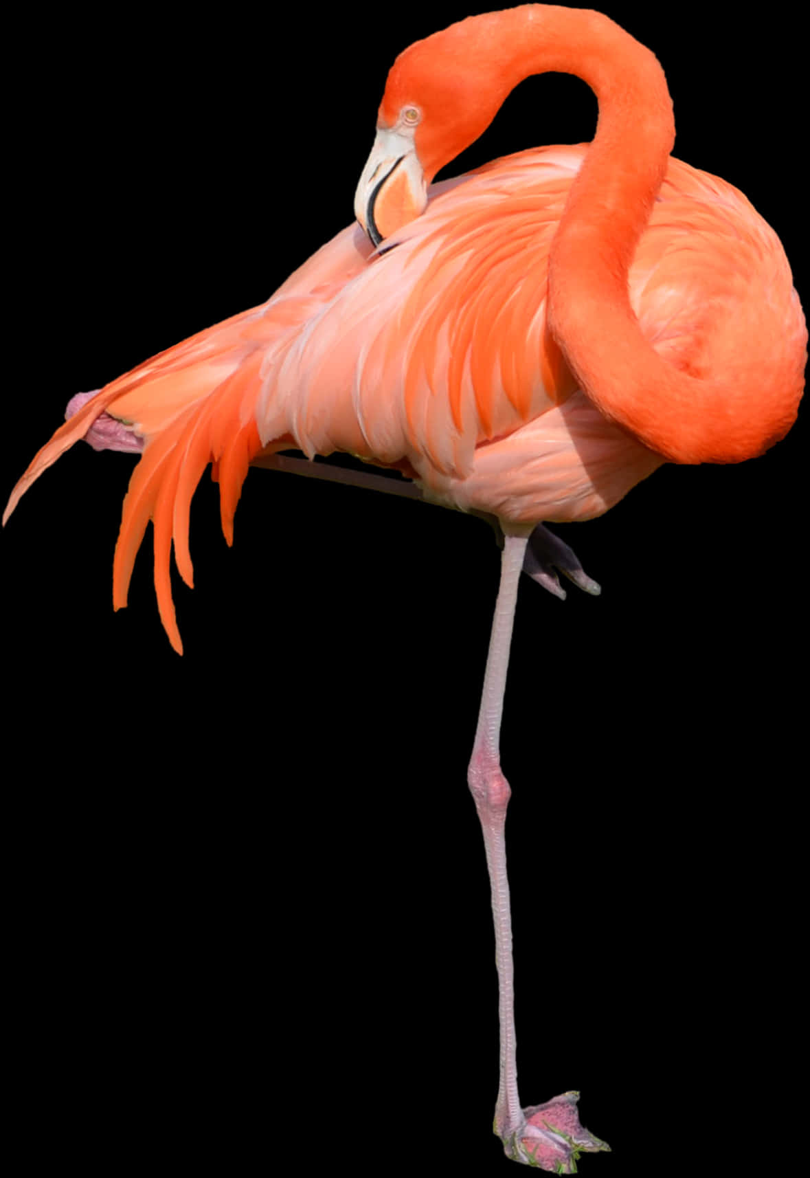 Elegant Flamingo Standing One Leg PNG