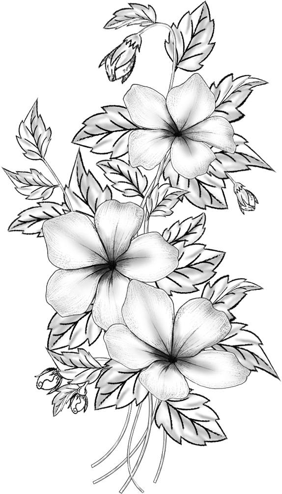 Elegant Floral Sketch Art PNG