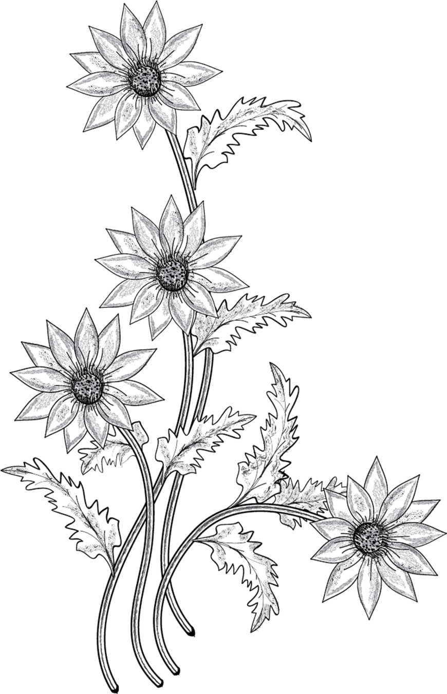 Elegant Floral Sketch Art PNG