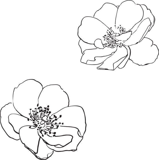 Elegant Flower Outlines PNG