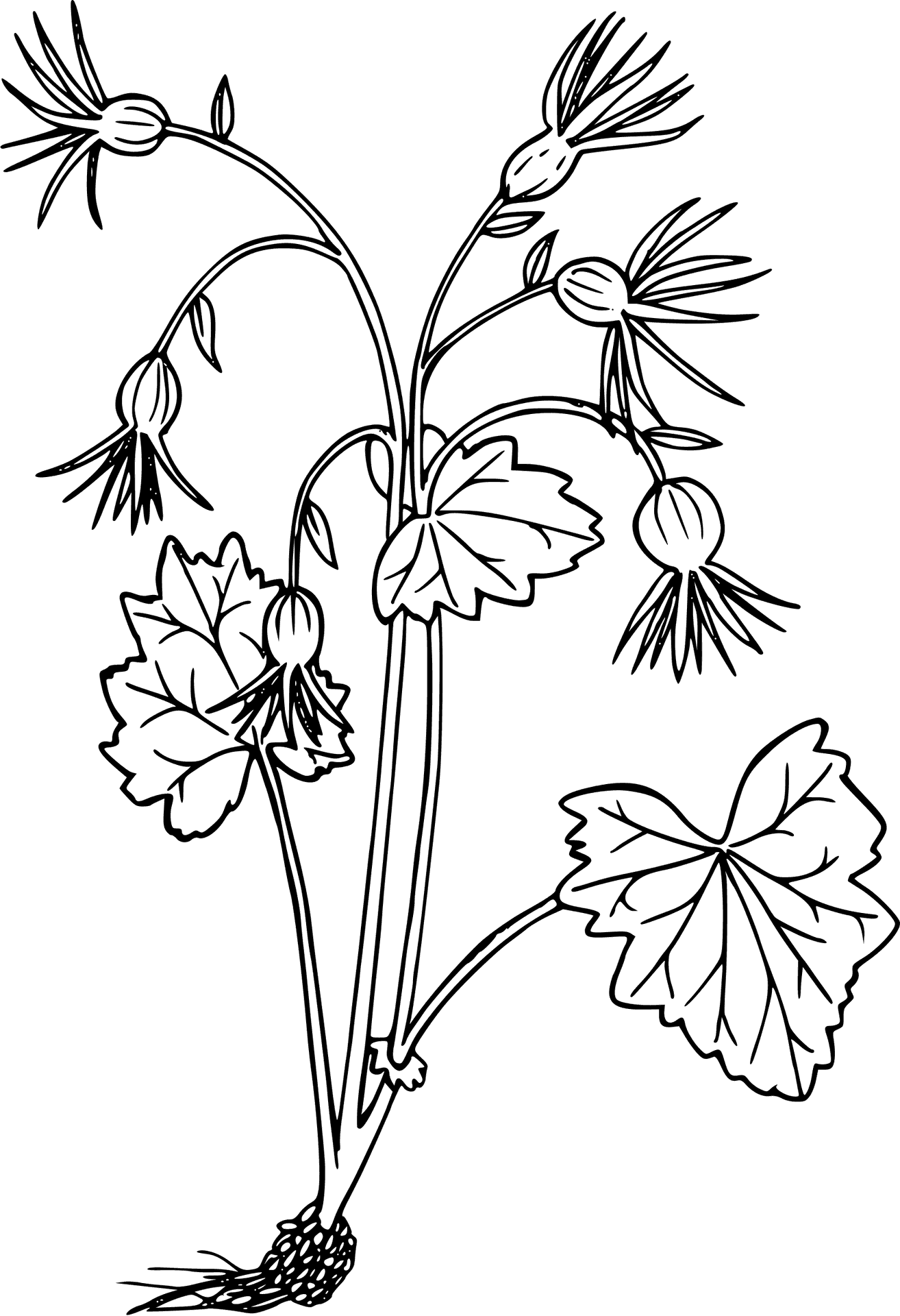 Elegant Flower Sketch PNG