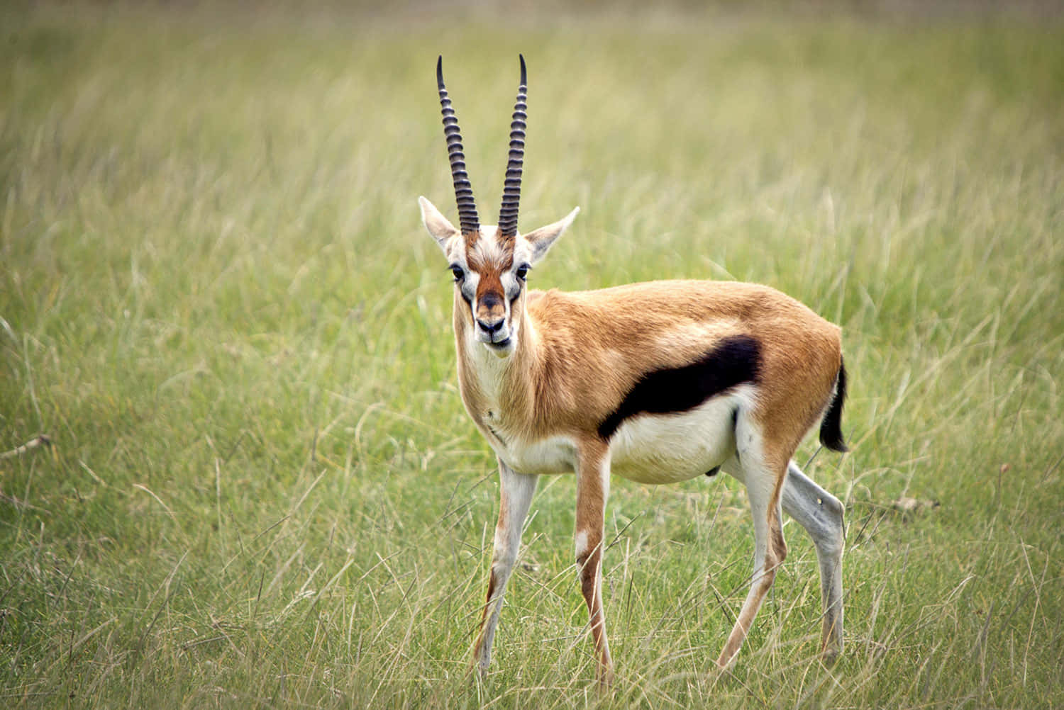 Elegante Gazelle Galopperend In Een Zonovergoten Savanne Achtergrond