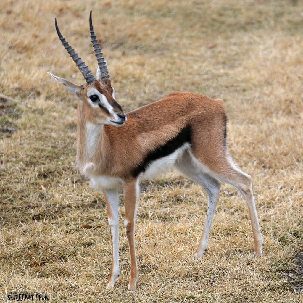 Elegant Gazellein Grassland Wallpaper