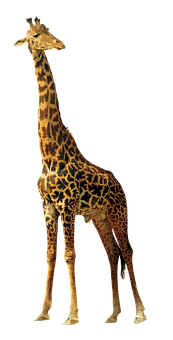 Elegant Giraffe Standing Against Black Background.jpg PNG