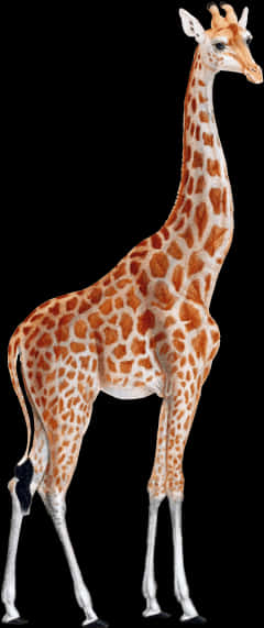 Elegant Giraffe Standing Black Background PNG