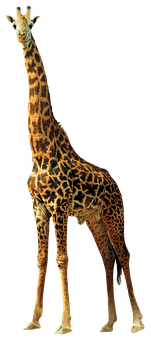 Elegant Giraffe Standing Isolated PNG