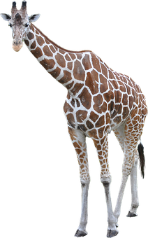 Elegant Giraffe Standing Isolated PNG