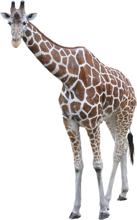 Elegant Giraffe Standing PNG