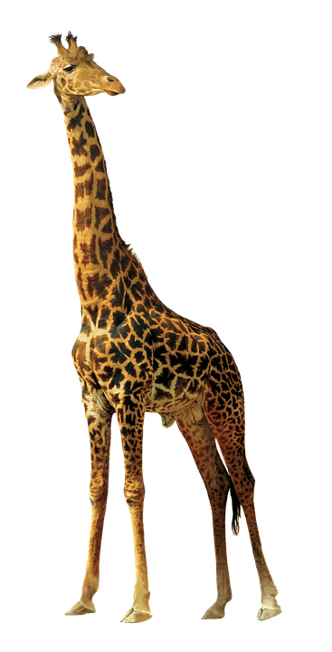 Elegant Giraffe Standing Tall PNG