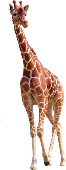 Elegant Giraffe Standing Transparent Background PNG