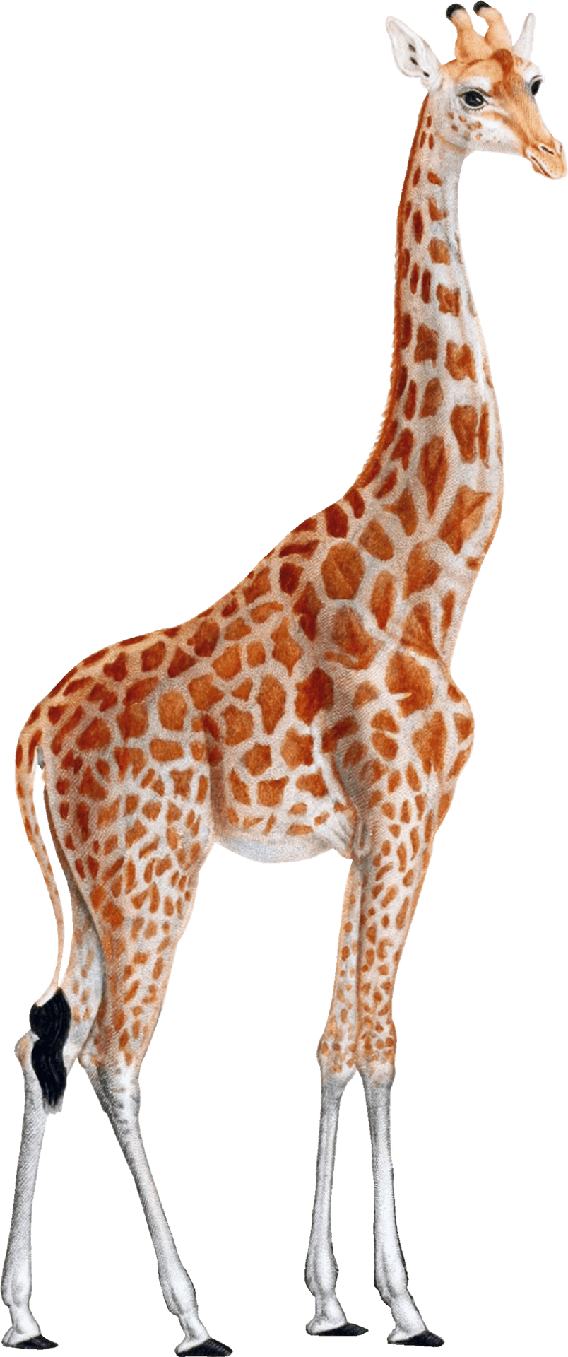 Elegant Giraffe Standing Transparent Background PNG