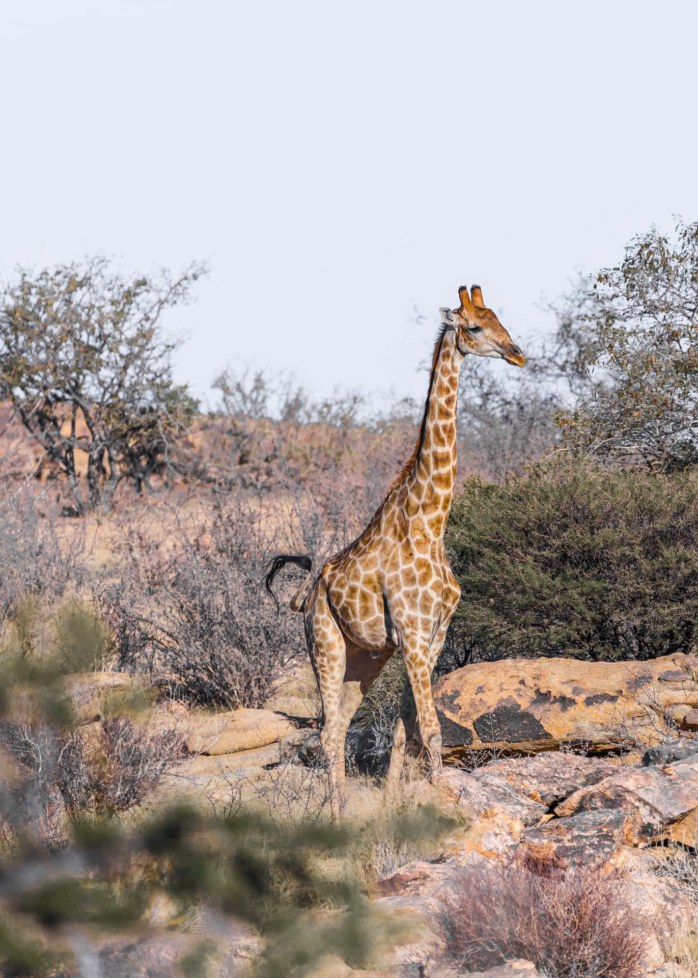 Elegant Giraffein Wilderness4 K Wallpaper