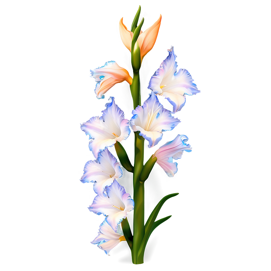 Elegant Gladiolus Png Hsm PNG