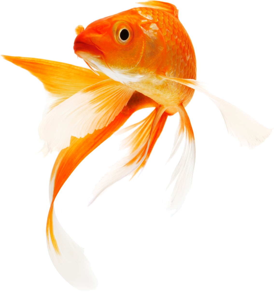 Elegant Goldfish Swimming.png PNG