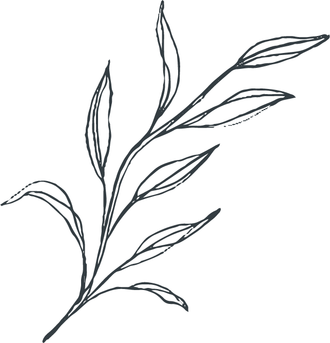 Elegant Grass Flower Sketch PNG