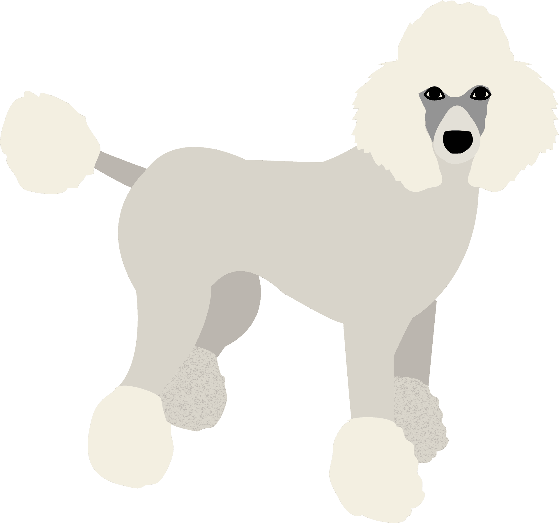 Elegant Gray Poodle Illustration SVG