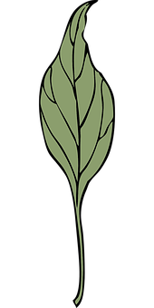 Elegant Green Leaf Artwork PNG