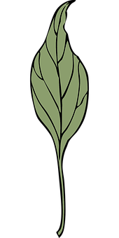 Elegant Green Leaf Graphic PNG