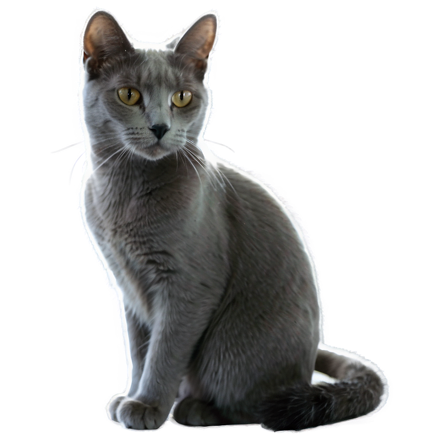 Elegant Grey Cat Png 7 PNG