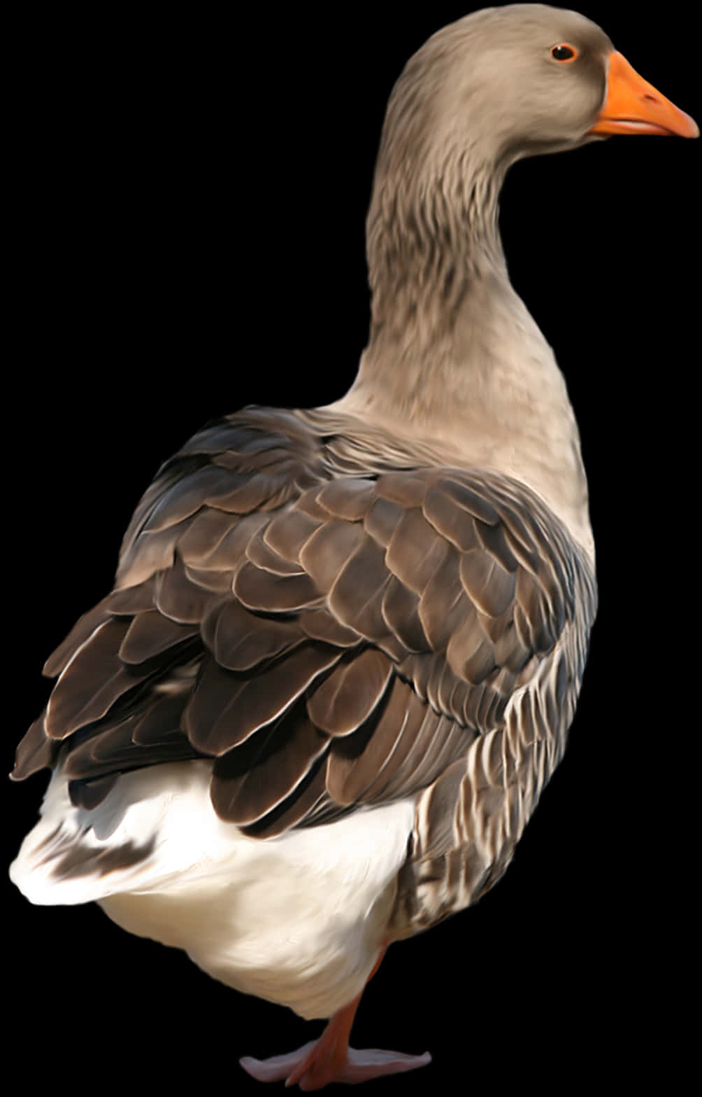 Elegant Grey Goose Portrait PNG