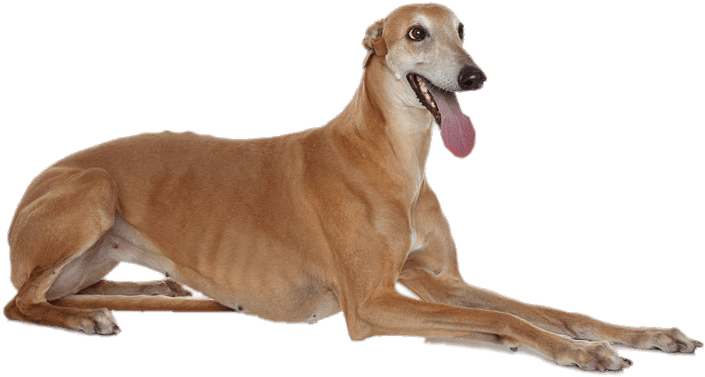 Elegant Greyhound Lying Down PNG