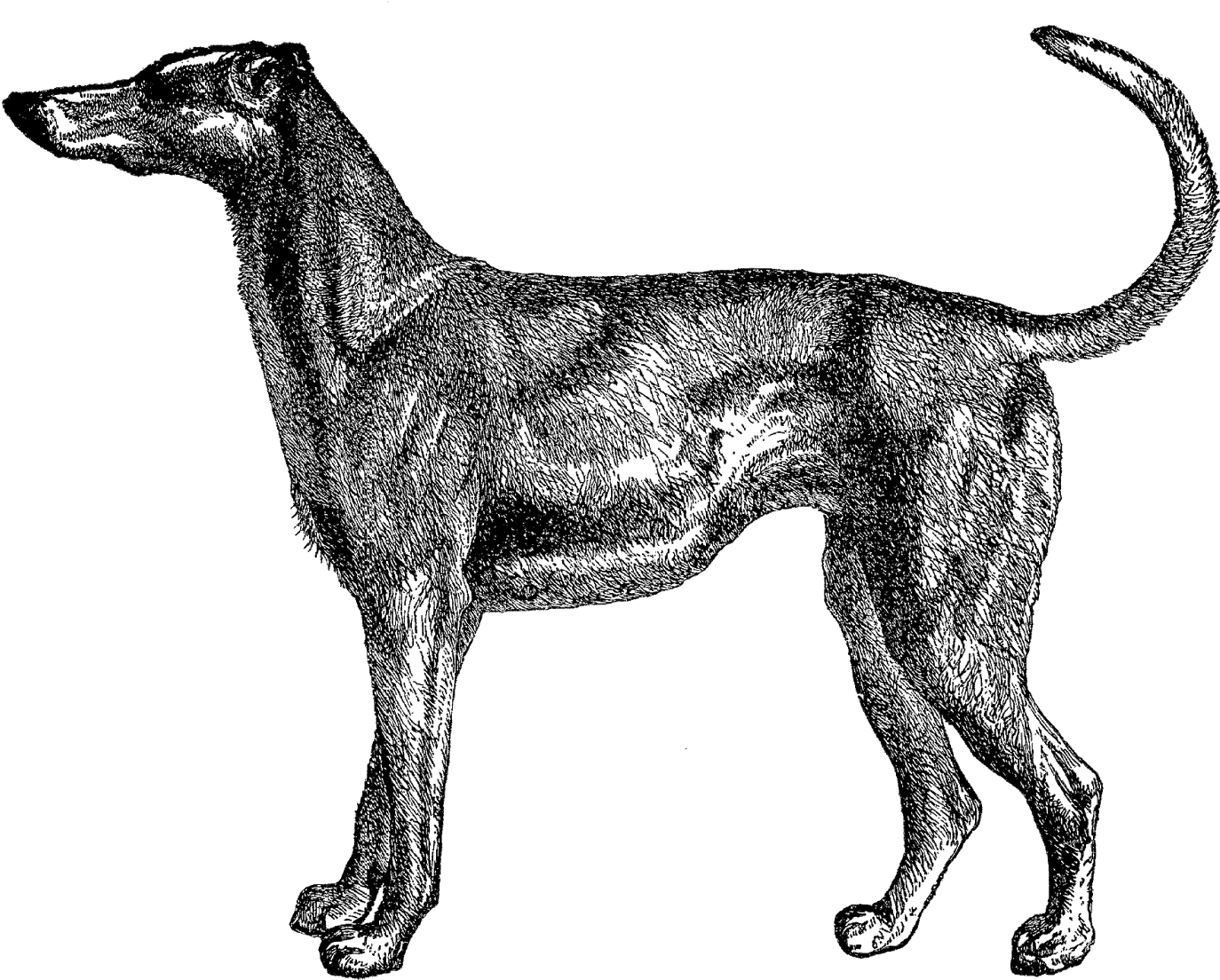 Elegant Greyhound Sketch PNG