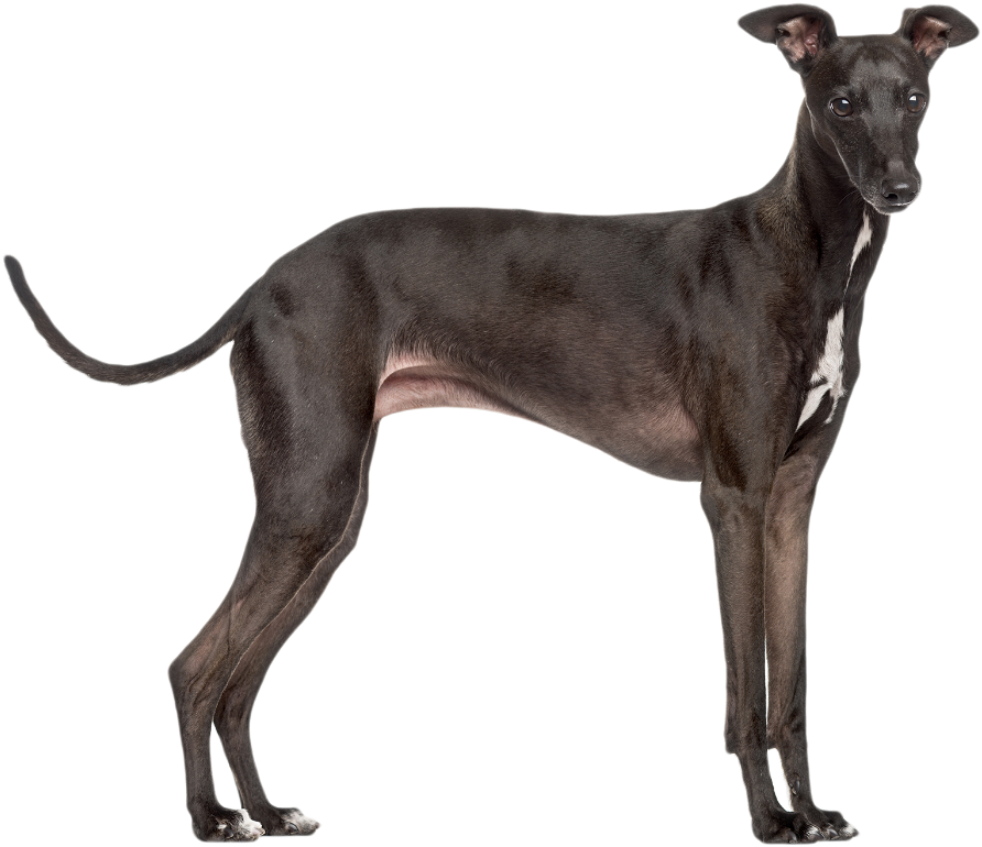 Elegant Greyhound Standing PNG