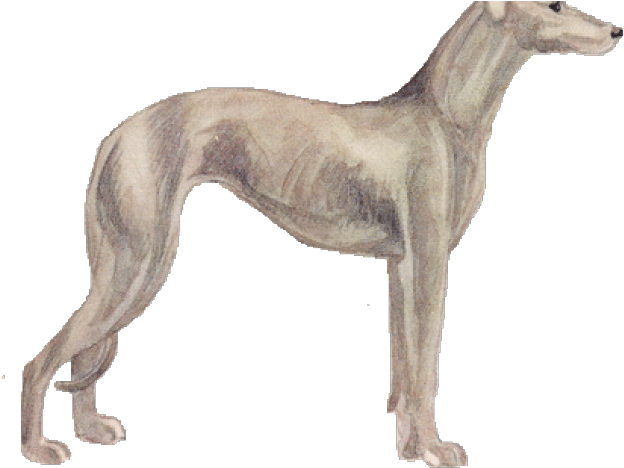Elegant Greyhound Standing PNG