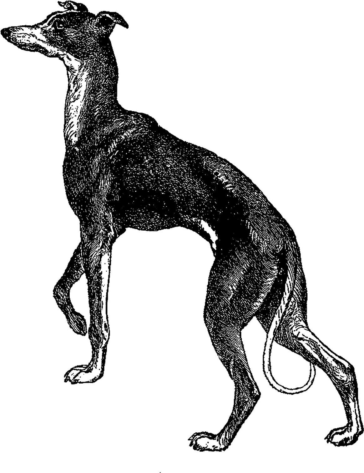 Elegant Greyhound Standing PNG