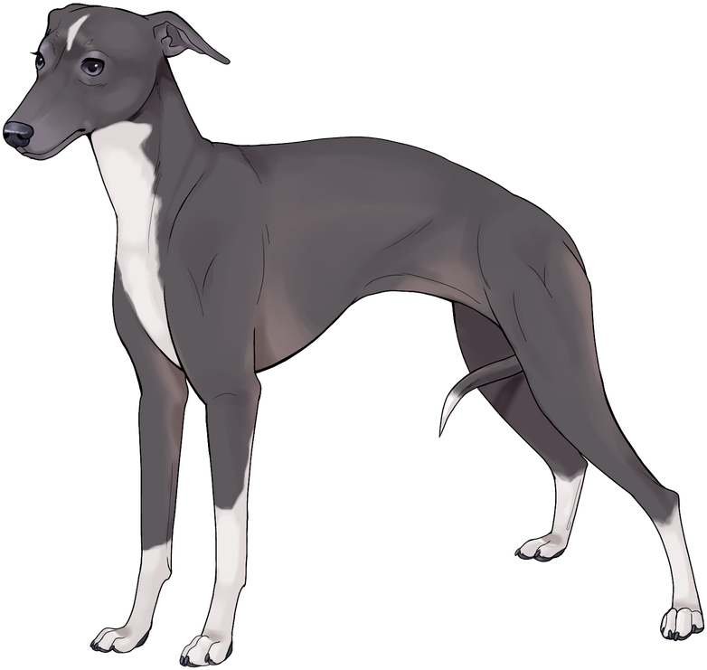 Elegant Greyhound Standing PNG