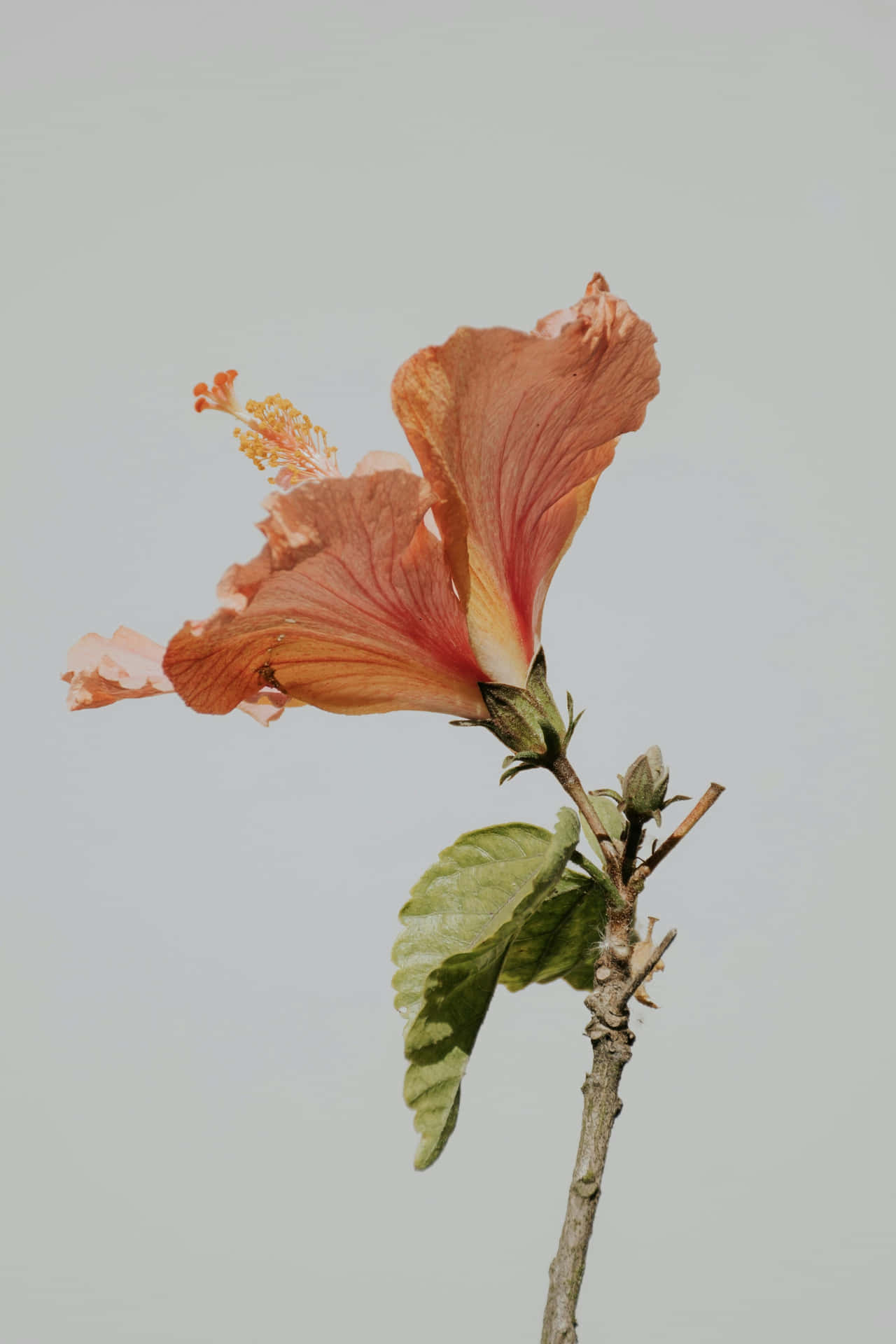 Elegant Hibiscus Flower Aesthetic.jpg Wallpaper