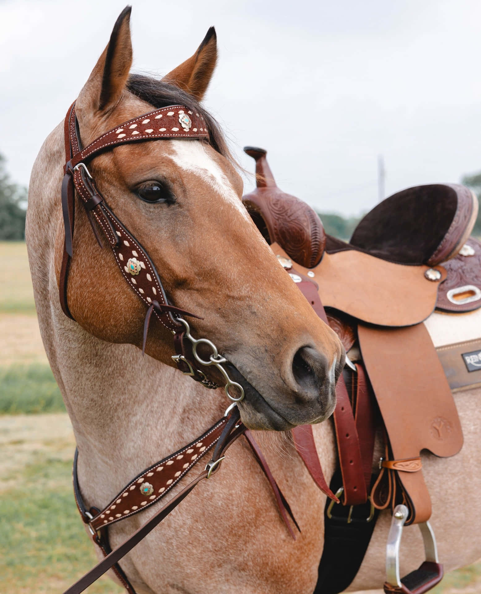 Elegante Paard Met Western Zadel Achtergrond