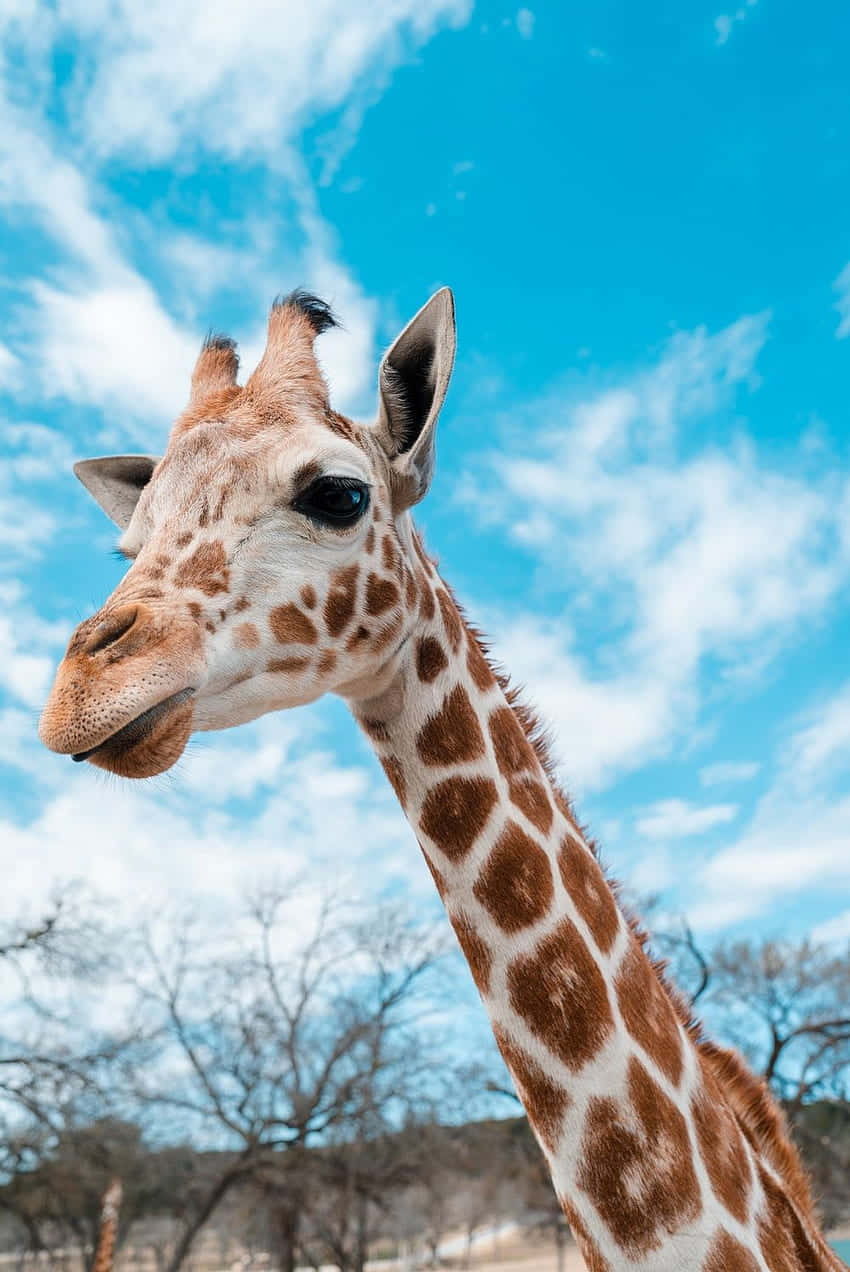 Elegantesbild Eines Niedlichen Giraffen Wallpaper