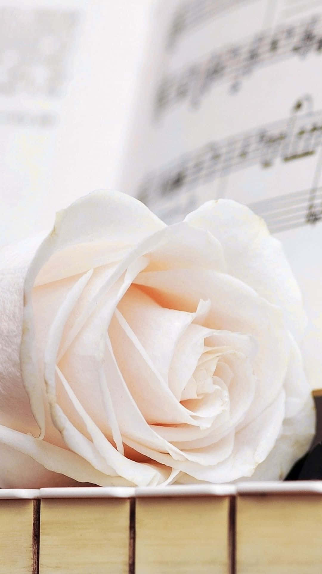 Elegant iPhone White Rose Close Up Shot Wallpaper