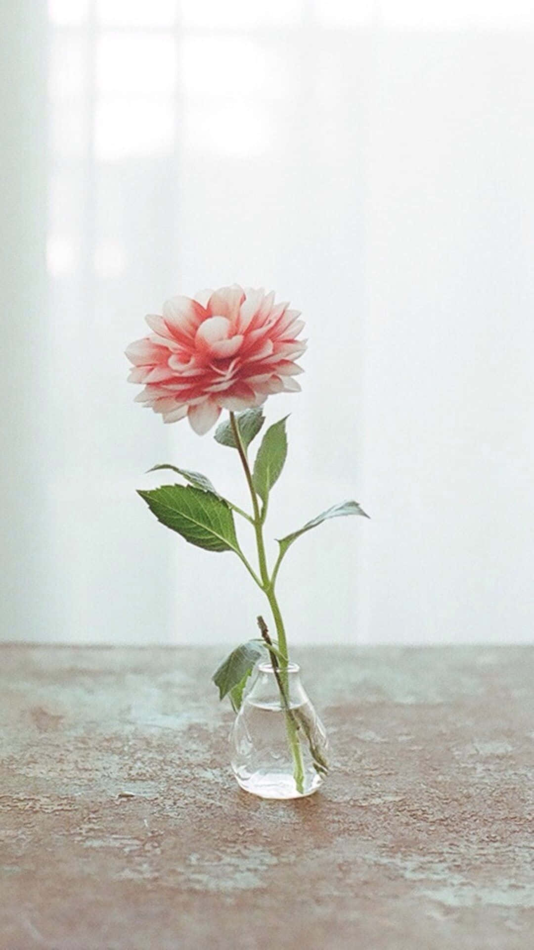 A Pink Flower In A Glass Vase Wallpaper