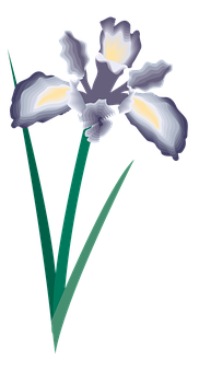 Elegant Iris Vector Art PNG