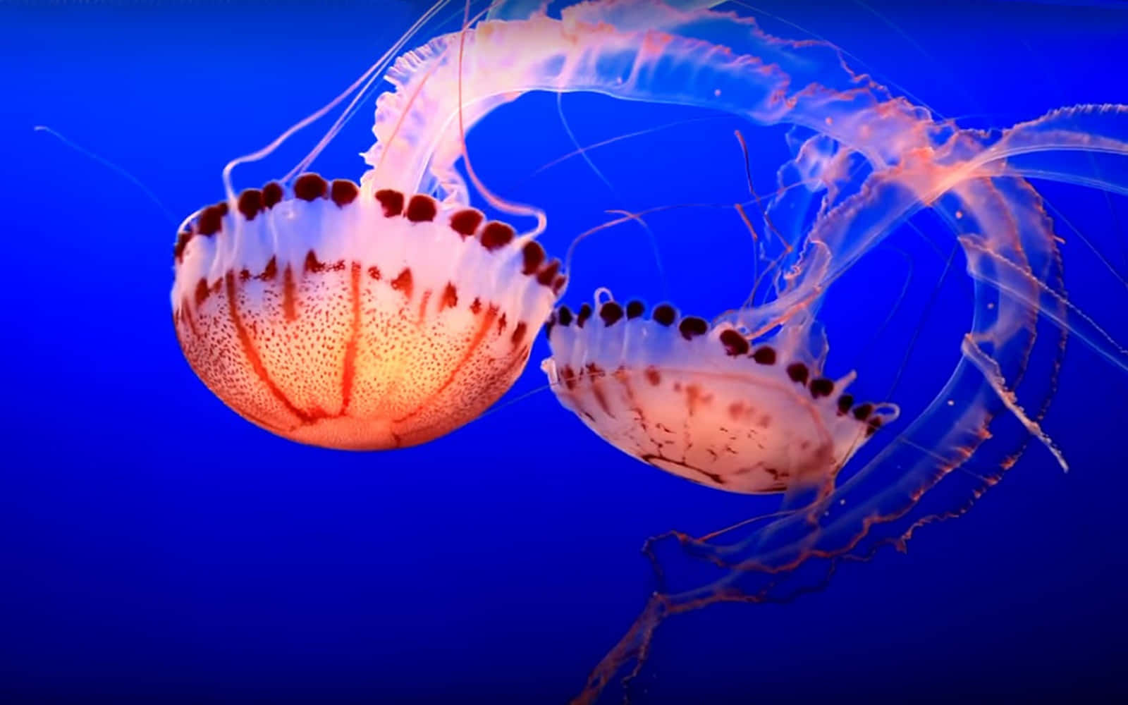 Elegant Jellyfish Underwater Dance Wallpaper
