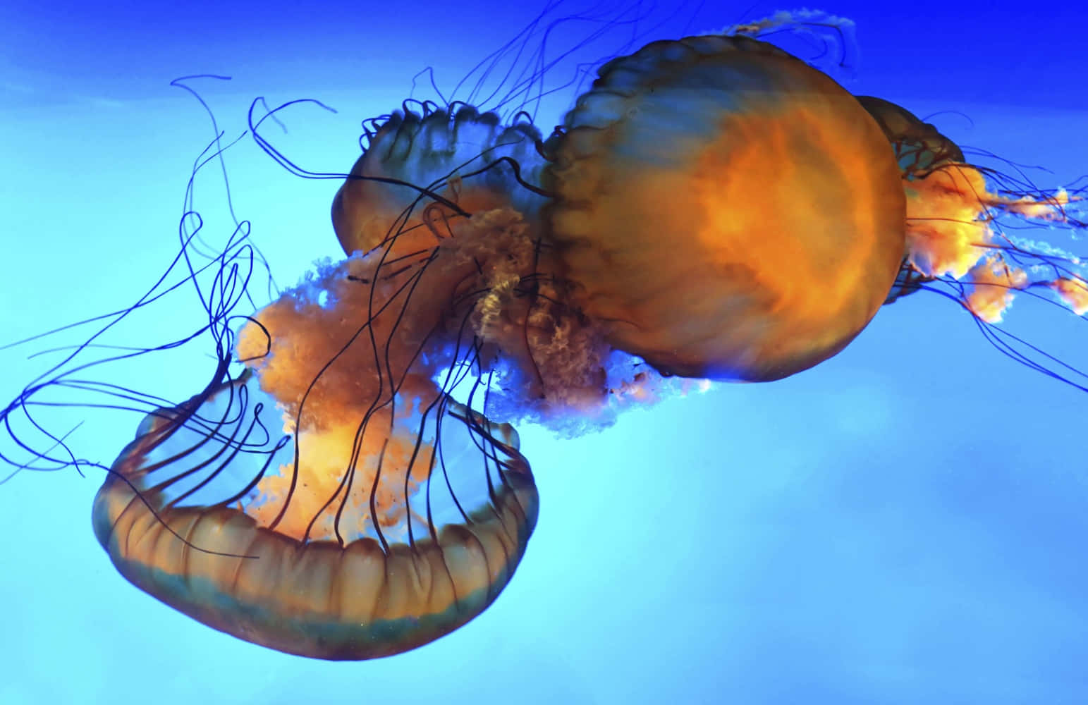 Elegant_ Jellyfish_ Underwater Wallpaper