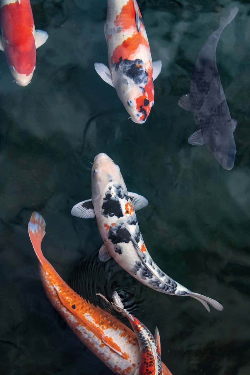 Elegant_ Koi_ Fish_ Gathering.jpg Wallpaper