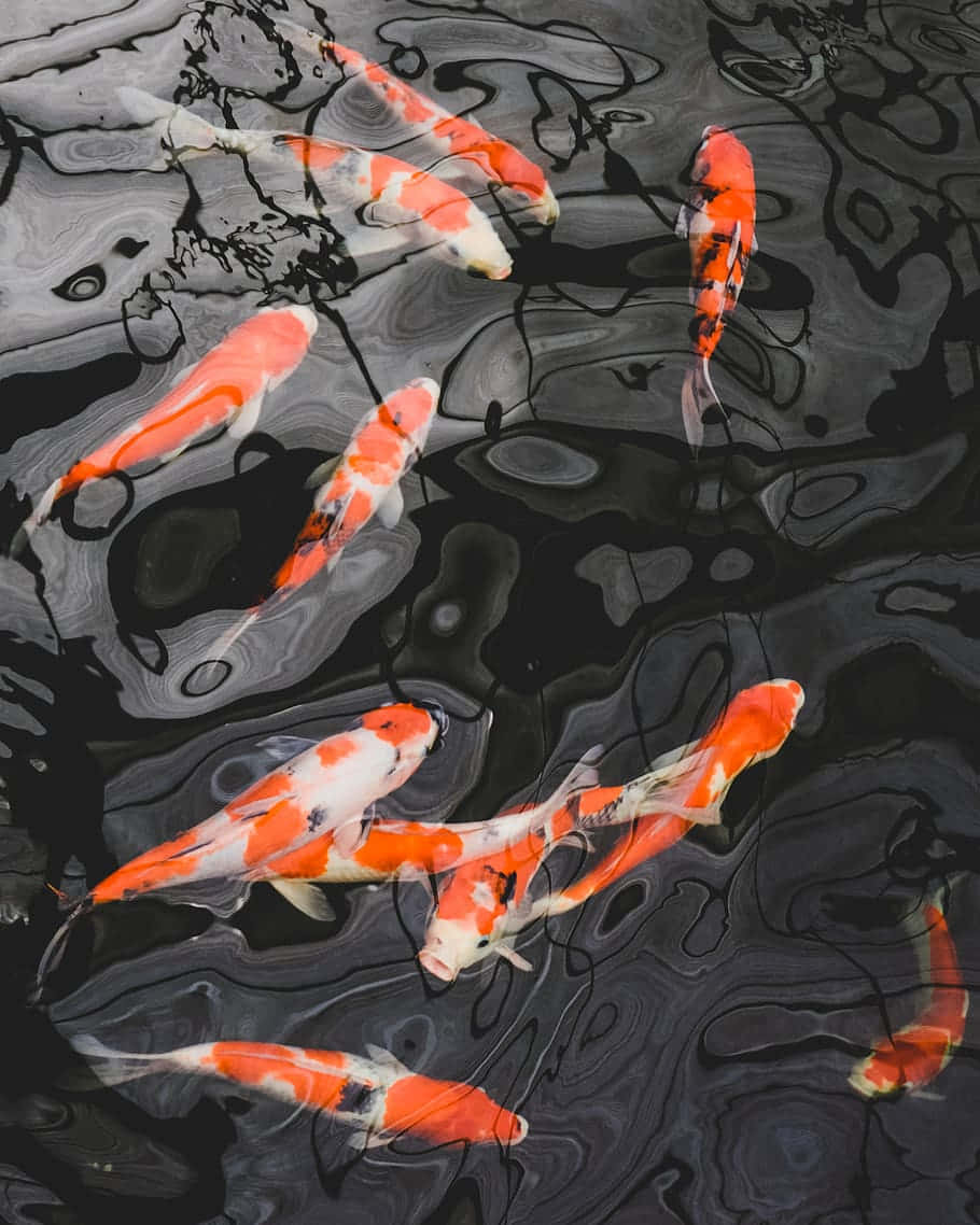 Elegant_ Koi_ Fish_in_ Pond.jpg Wallpaper