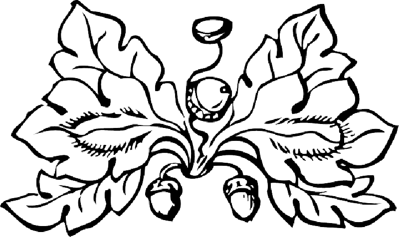 Elegant Leaf Design Outline PNG